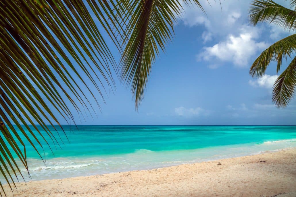 A Look At The Caribbean Sea Through The Branches Of A Coconut Pa